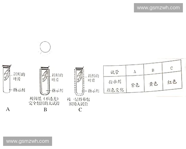 圍繞柔韌測試桿功能原理與應用表現的綜合探索性技術分析研究 圍繞柔韌測試桿功能原理與應用表現的綜合探索性技術分析研究